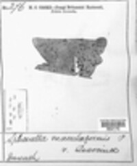 Sphaerella maculiformis var. quercinae image